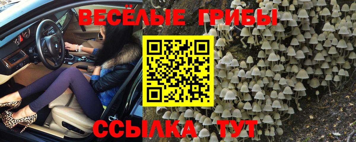 Котельники  как найти закладки  Вход с VPN  Галлюциногенные грибы Psilocybe 